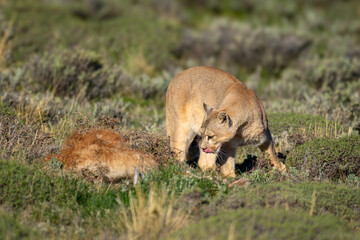 Puma stands by guanaco carcase licking lips