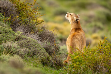 Puma stands between thick bushes sniffing air