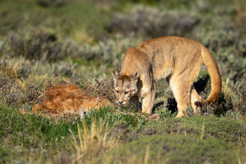 Naklejka premium Puma stands by guanaco carcase in scrubland