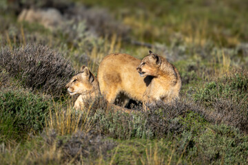 Puma stands by another lying in scrubland