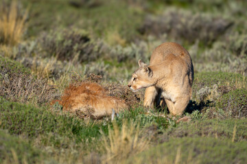 Puma stands by guanaco carcase checking surroundings