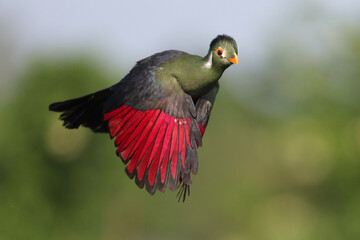 A White-cheeked Turaco in flight
