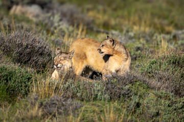 Obraz premium Puma stands by another yawning in scrubland