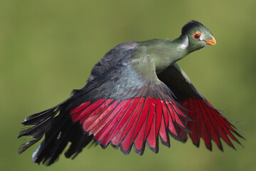A White-cheeked Turaco in flight
