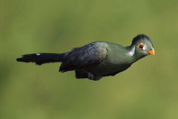A White-cheeked Turaco in flight
