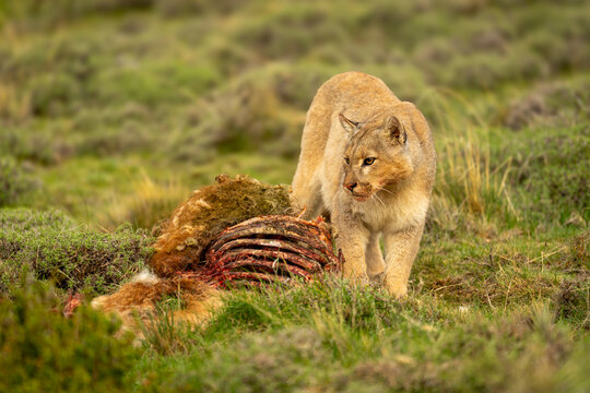 Puma stands beside guanaco carcase on scrubland