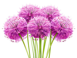 Vibrant Purple Allium Flowers Cluster