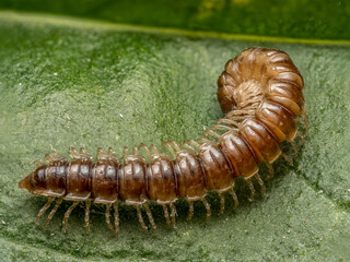 Centipede crawling on green leaf