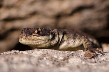 Lizard looking at you xD