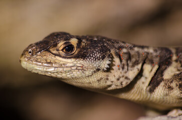 Lizard looking at you xD