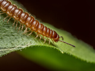 Centipede crawling on green leaf