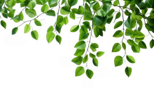 Minimalist Hanging Green Branches