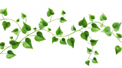 Twisting Vine with Green Leaves