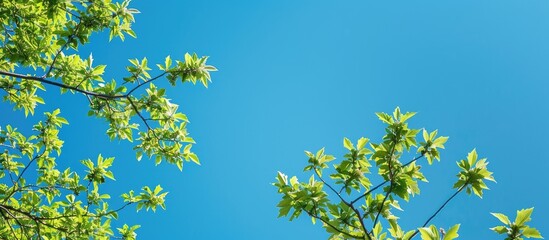 Fototapeta premium Tree branch with foliage against bright blue sky. Summer backdrop with room for text