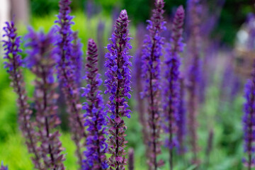 Fototapeta premium Sage in the garden in June