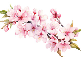 Watercolor Pink Cherry Blossoms