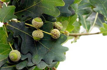 oak tree and growing small acorns at spring