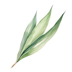Obraz premium A watercolor depiction of a sharp, sword-shaped yucca leaf.