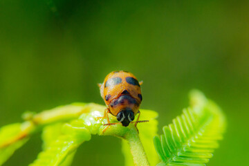 ladybug on green leaf, natural background.