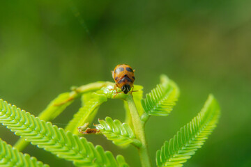 ladybug on green leaf, natural background.