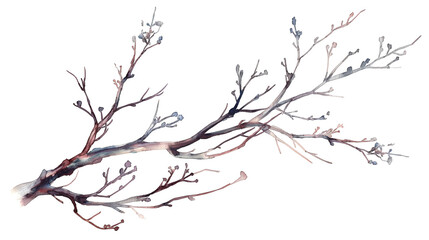  Branch watercolor design element isolated on a transparent background