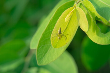 a spider perched on a green leaf. wild insects