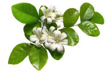 Orange jasmine flowers or Murraya paniculata, an ornamental plant that have strong fragrance in the night time, citrus aroma, isolated cutout, transparent background