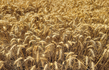 Golden Cereal field with ears of rye, close-up natural background