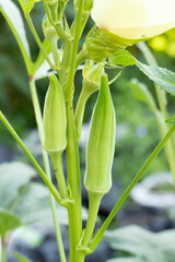 Silver Queen Okra pods are white mixed with green. The fruits are long and pointed with soft hairs. Okra fruits on the okra tree.