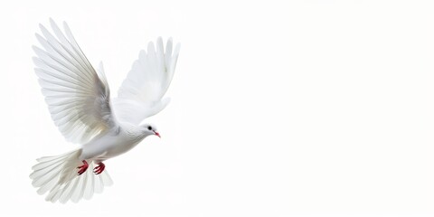 Obraz premium A white dove in mid-flight against a white background with copy space. International day of peace concept.