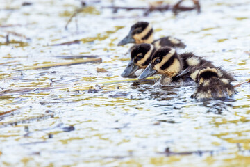 Baby black-bellied whistling ducks (Dendrocygna autumnalis) in Sarasota, Florida