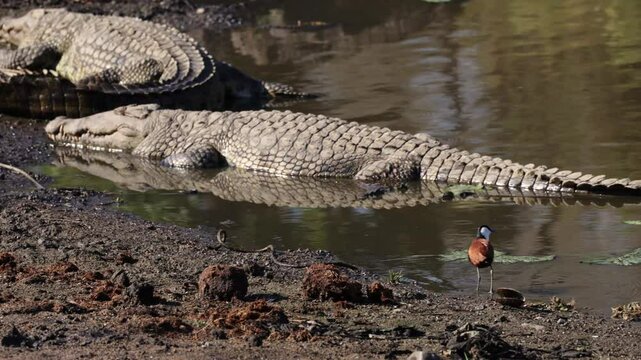 African Jacana feeding alongside Nile crocodiles