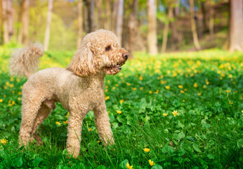 Toy poodle mini poodle dog stands in green grass on the background of a summer park. Pet. Training. The photo is blurred
