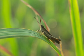 macro photo of a grasshopper perched on a leaf