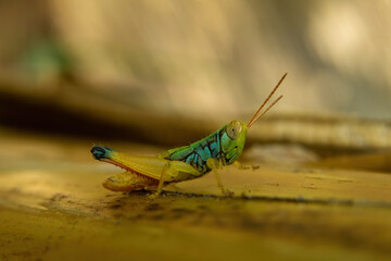a grasshopper with a green head and yellow legs perched on a tree trunk