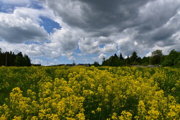 A field of rapeseed in bloom, Sainte-Apolline, Québec, Canada
