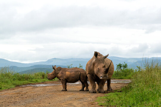 White rhinoceros (Ceratotherium simum) mother and calf walking around and feeding in Hluhluwe Game Reserve  in South Africa