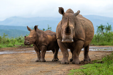 Obraz premium White rhinoceros (Ceratotherium simum) mother and calf walking around and feeding in Hluhluwe Game Reserve in South Africa