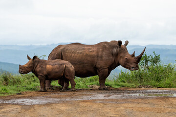 White rhinoceros (Ceratotherium simum) mother and calf walking around and feeding in Hluhluwe Game Reserve  in South Africa