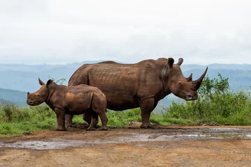 Fotobehang Neushoorn White rhinoceros (Ceratotherium simum) mother and calf walking around and feeding in Hluhluwe Game Reserve  in South Africa  © henk bogaard