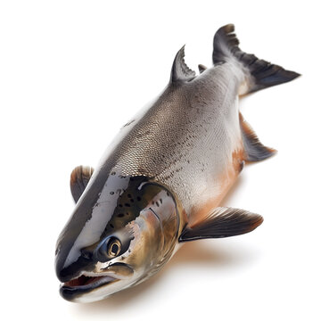 recommend clip art: salmon fish clip art