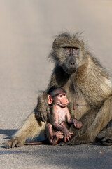 Baby Baboon finding protection at his mother  in the Kruger National Park in South Africa  
