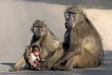 Obraz premium Baby Baboon finding protection at his mother in the Kruger National Park in South Africa 