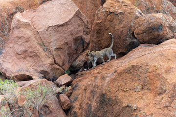 Leopard on the rocks. This leopard mother is visiting her 1 year old cub at his hiding place high on the rocks in Pilanesberg Nationaal Park in South Africa