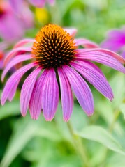 close up of pink flower