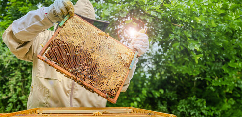 Baner, pszczelarz trzymający plaster miodu z pszczołami. Ekologiczna pasieka. Miejsce na tekst. © malgo_walko
