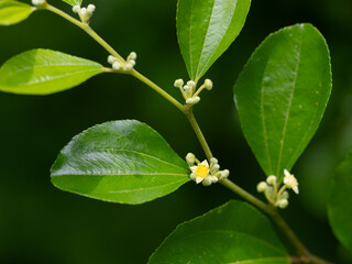 可愛い黄色の花を夏に咲かせるハマナツメ