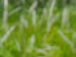 Blurred white grass flowers in the meadow for abstract backgrounds.