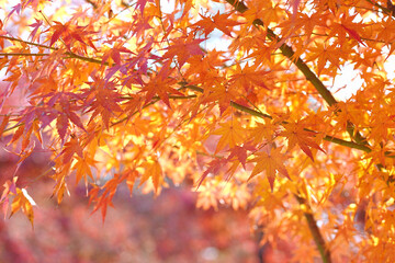 Orange maple leaves and soft sunlight in the autumn morning.