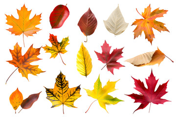 Fototapeta premium Collection of multicolored fallen autumn leaves isolated on transparent background